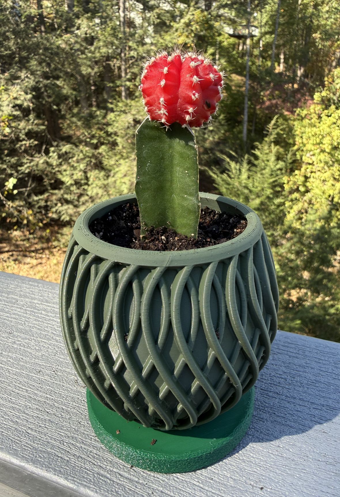 Red Cactus